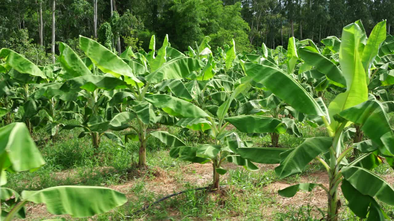 亚洲香蕉农场的绿色植物，泰国大自然的丰饶视频素材