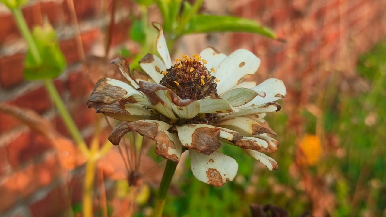 Zinnia花视频素材