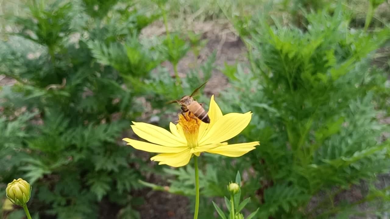 小蜜蜂视频素材