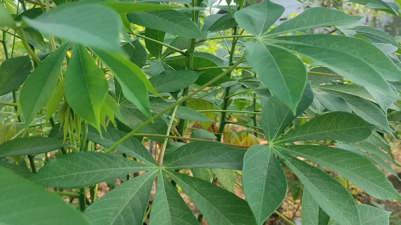 木薯叶随风飘动。视频下载