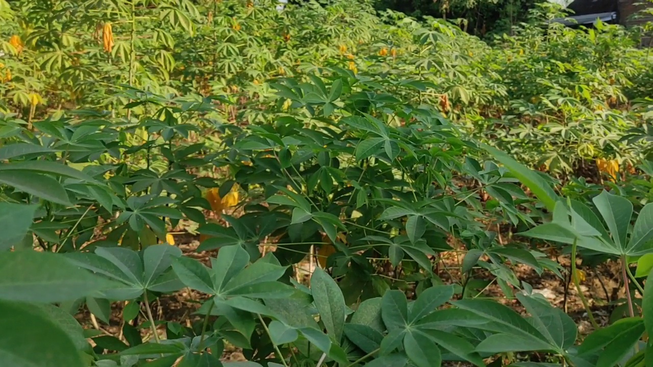 木薯叶随风飘动。视频素材