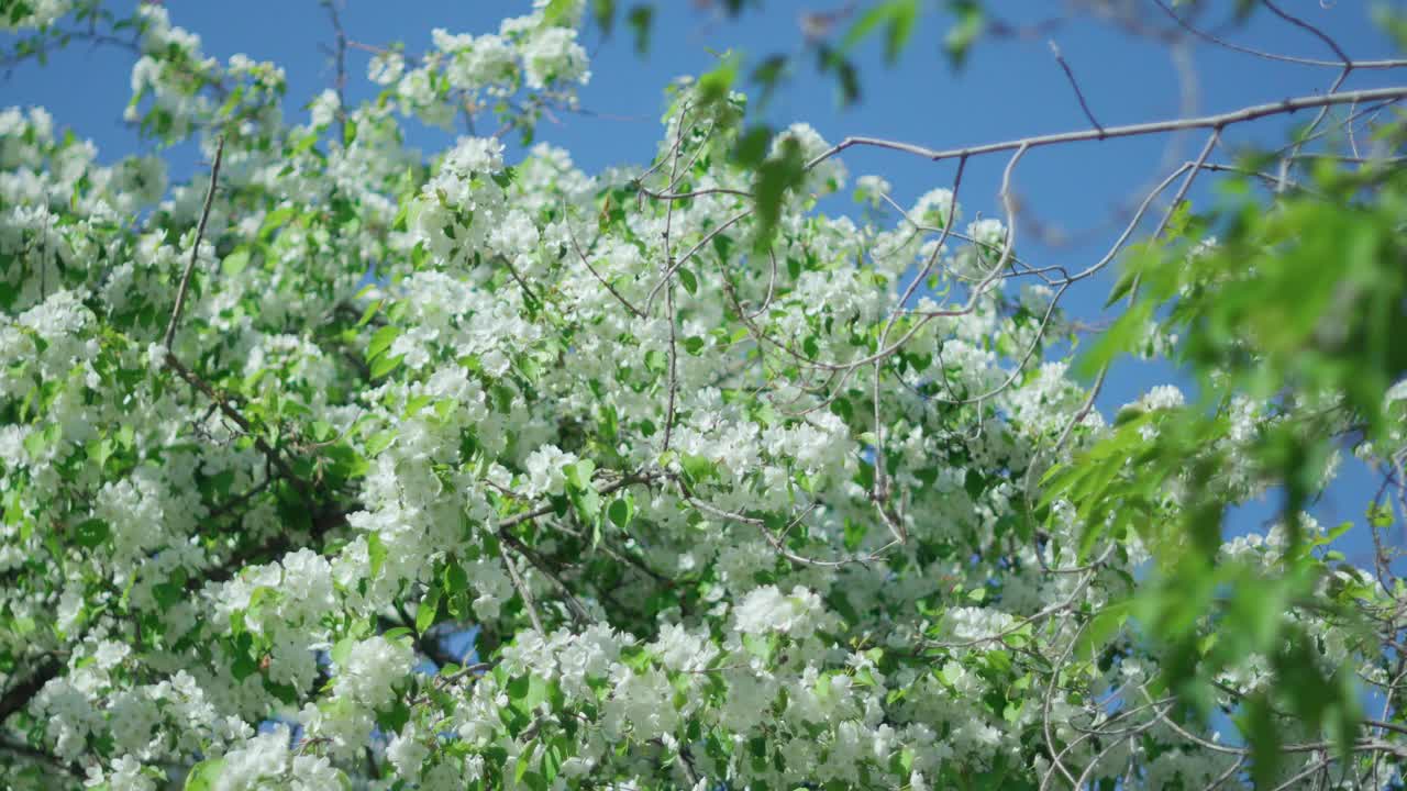 春天里盛开的苹果树。树上的白花特写视频素材