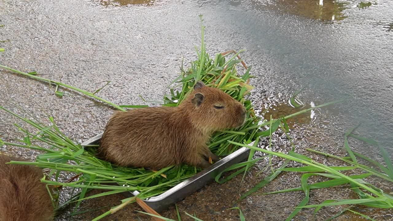 水豚吃草视频素材