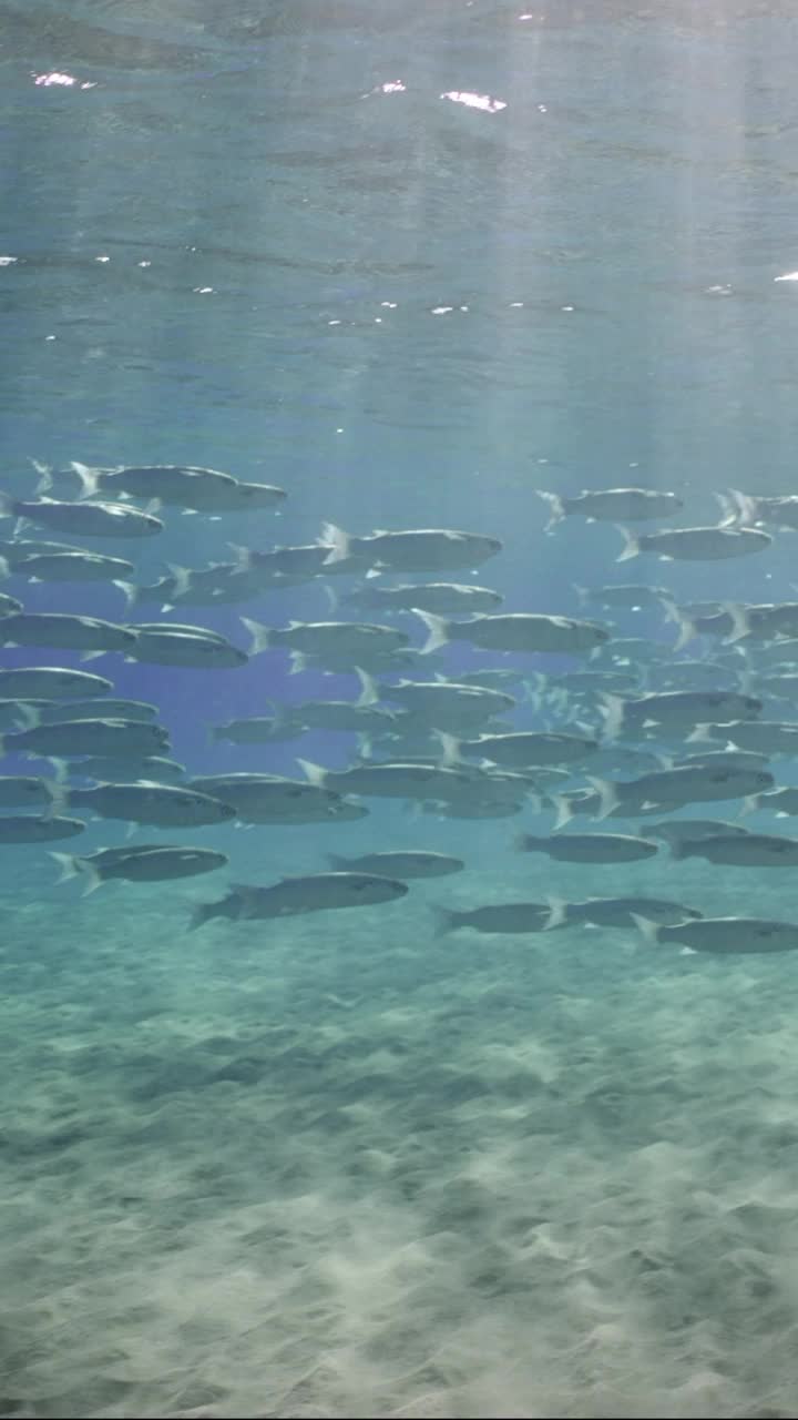 一大群鲻鱼漂浮在沙滩底部和水面之间的蓝色水中，在阳光下闪闪发光视频素材