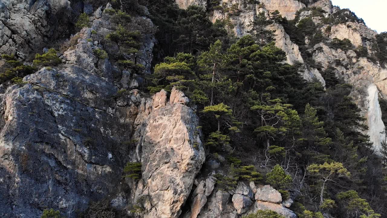 鸟瞰山上长满杜松的岩壁。高地上一种稀有濒危植物的镜头视频素材