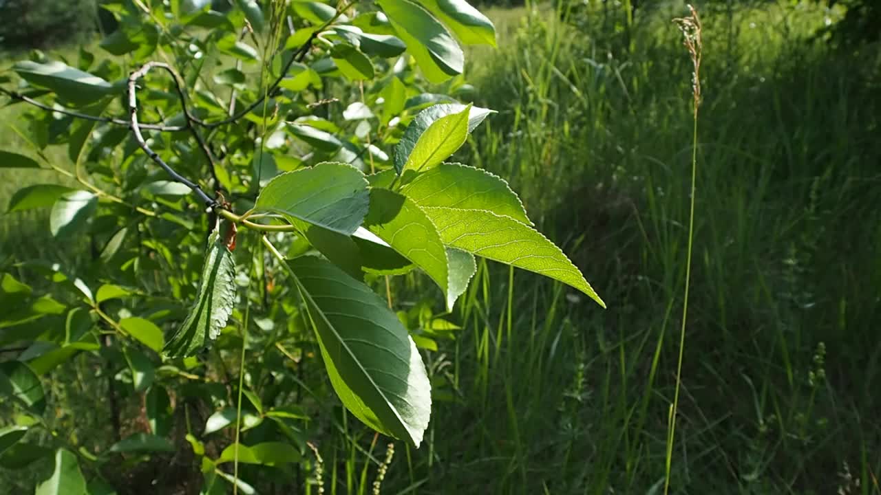 树上的绿叶。视频素材