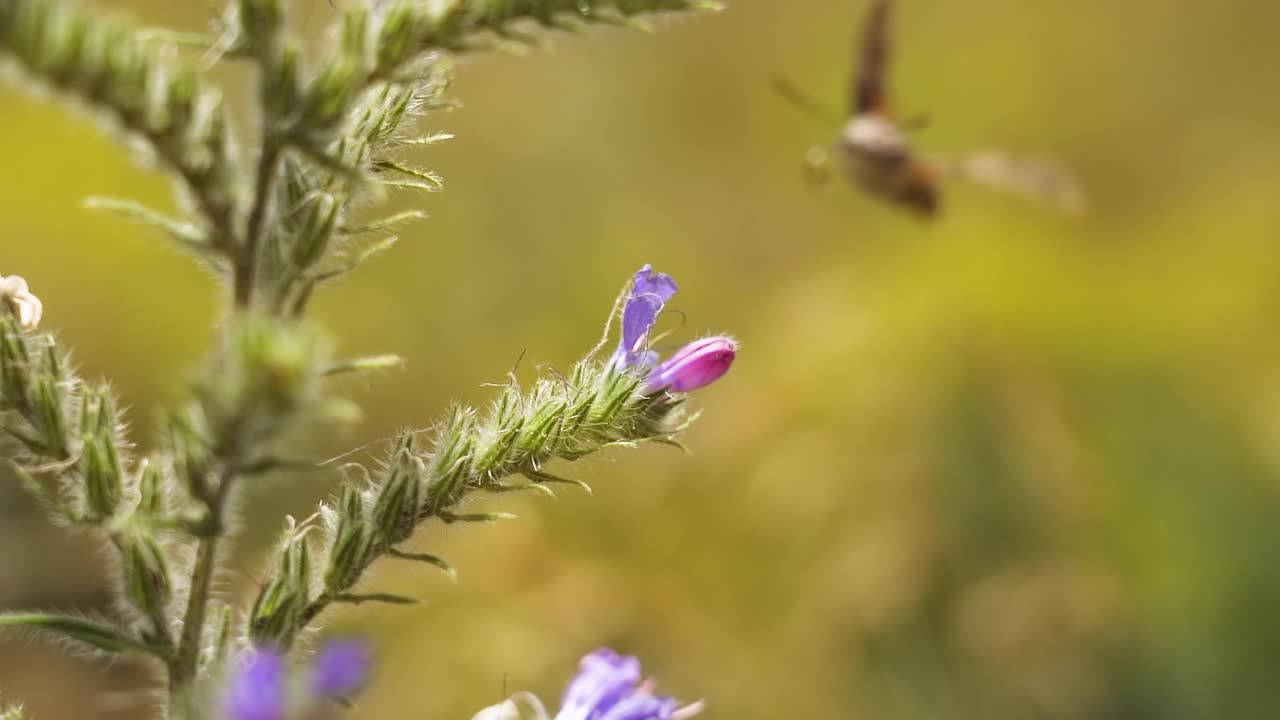 美丽的狮身人面像蜂鸟用它的针吸花蜜视频素材