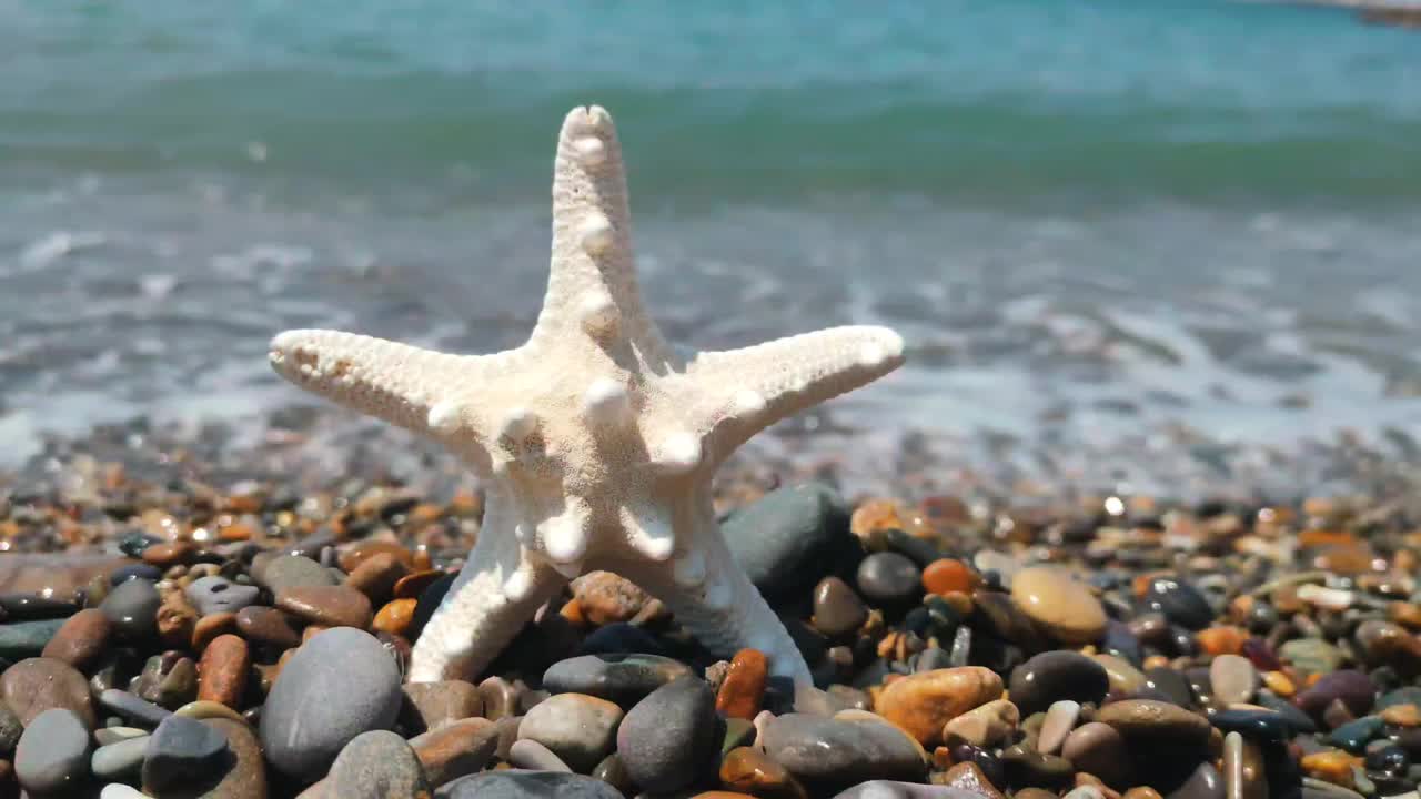 一个贝壳躺在海边视频素材