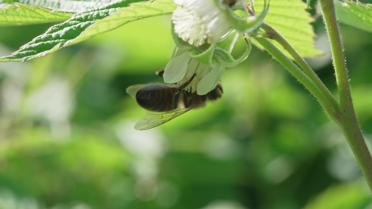 特写镜头。蜜蜂给树莓花授粉。视频素材