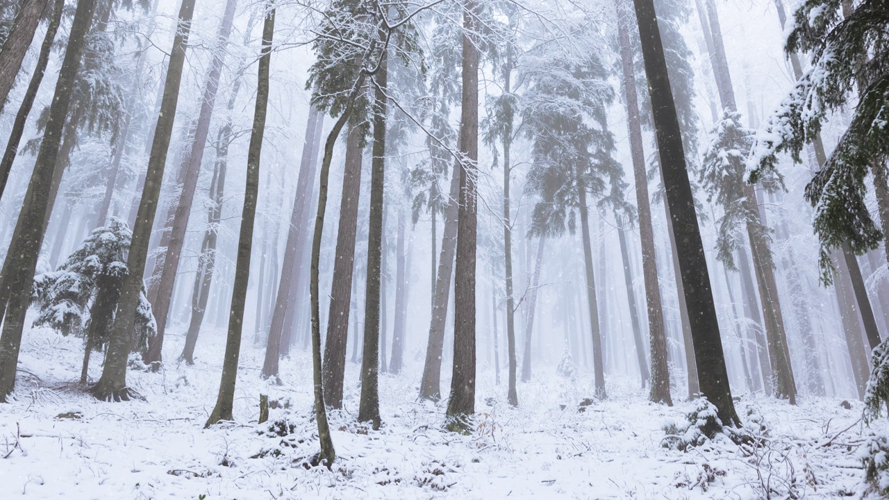 冬天，白雪覆盖的树林里飘着雪花。冬季风景动画背景。视频素材