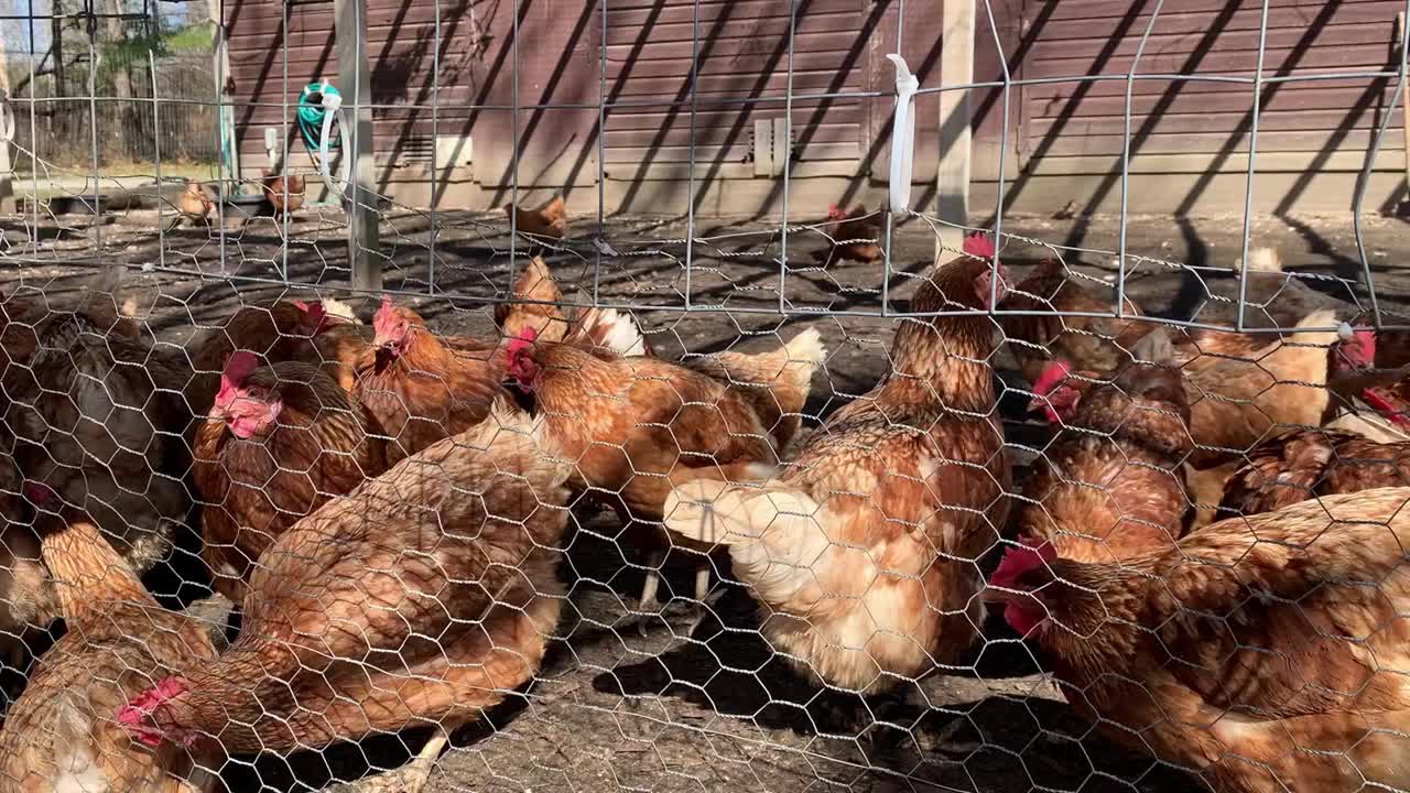 鸡笼视频素材