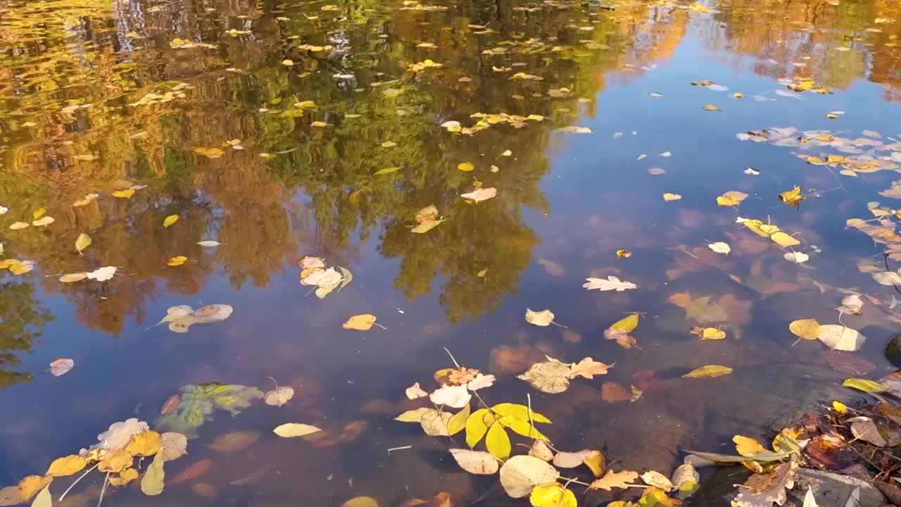 飘浮在湖边或池塘边的秋天的落叶低迷的情绪。飘浮的秋叶。秋天的落叶在雨水坑里。阳光明媚的秋日树叶。十月的天气视频素材