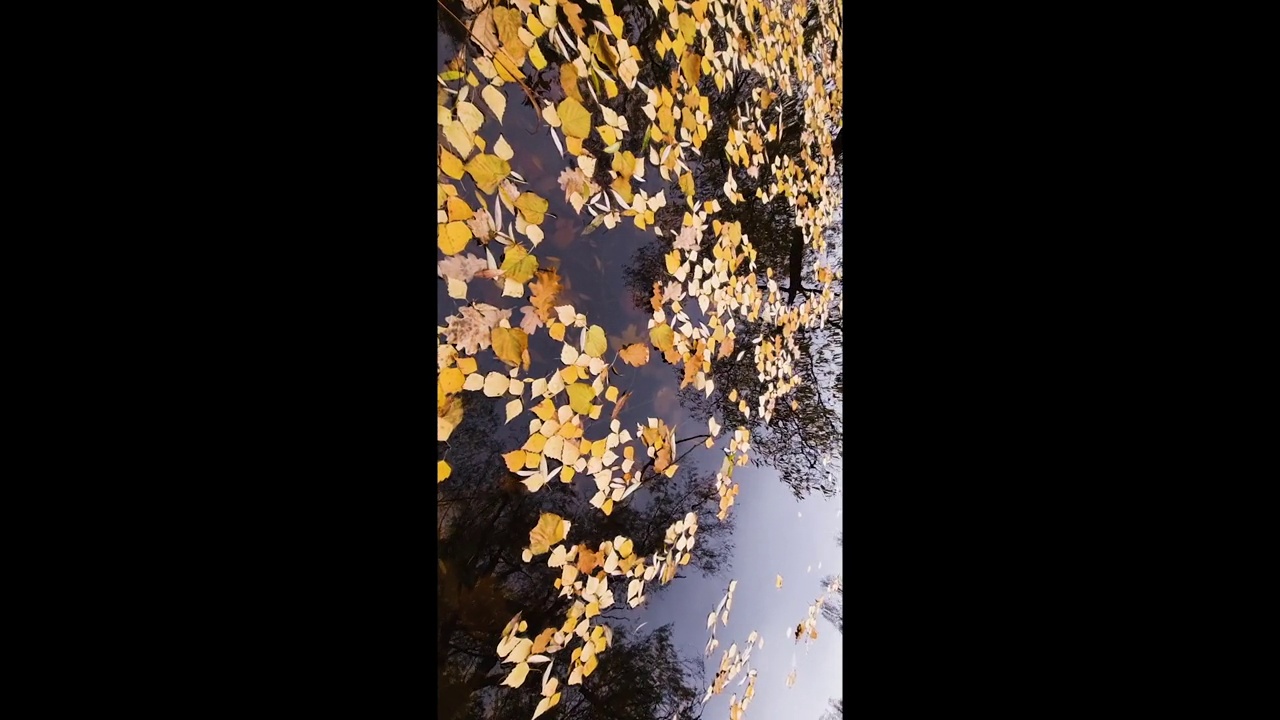 飘浮在湖边或池塘边的秋天的落叶低迷的情绪。飘浮的秋叶。秋天的落叶在雨水坑里。阳光明媚的秋日树叶。十月的天气视频素材