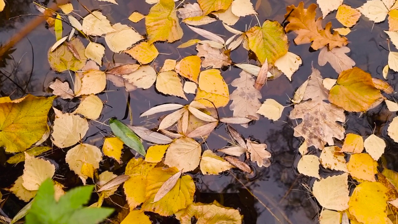 飘浮在湖边或池塘边的秋天的落叶低迷的情绪。飘浮的秋叶。秋天的落叶在雨水坑里。阳光明媚的秋日树叶。十月的天气视频素材