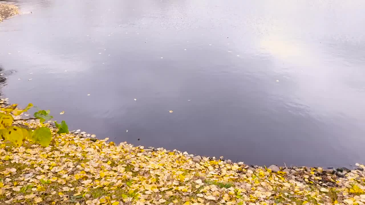 飘浮在湖边或池塘边的秋天的落叶低迷的情绪。飘浮的秋叶。秋天的落叶在雨水坑里。阳光明媚的秋日树叶。十月的天气视频素材