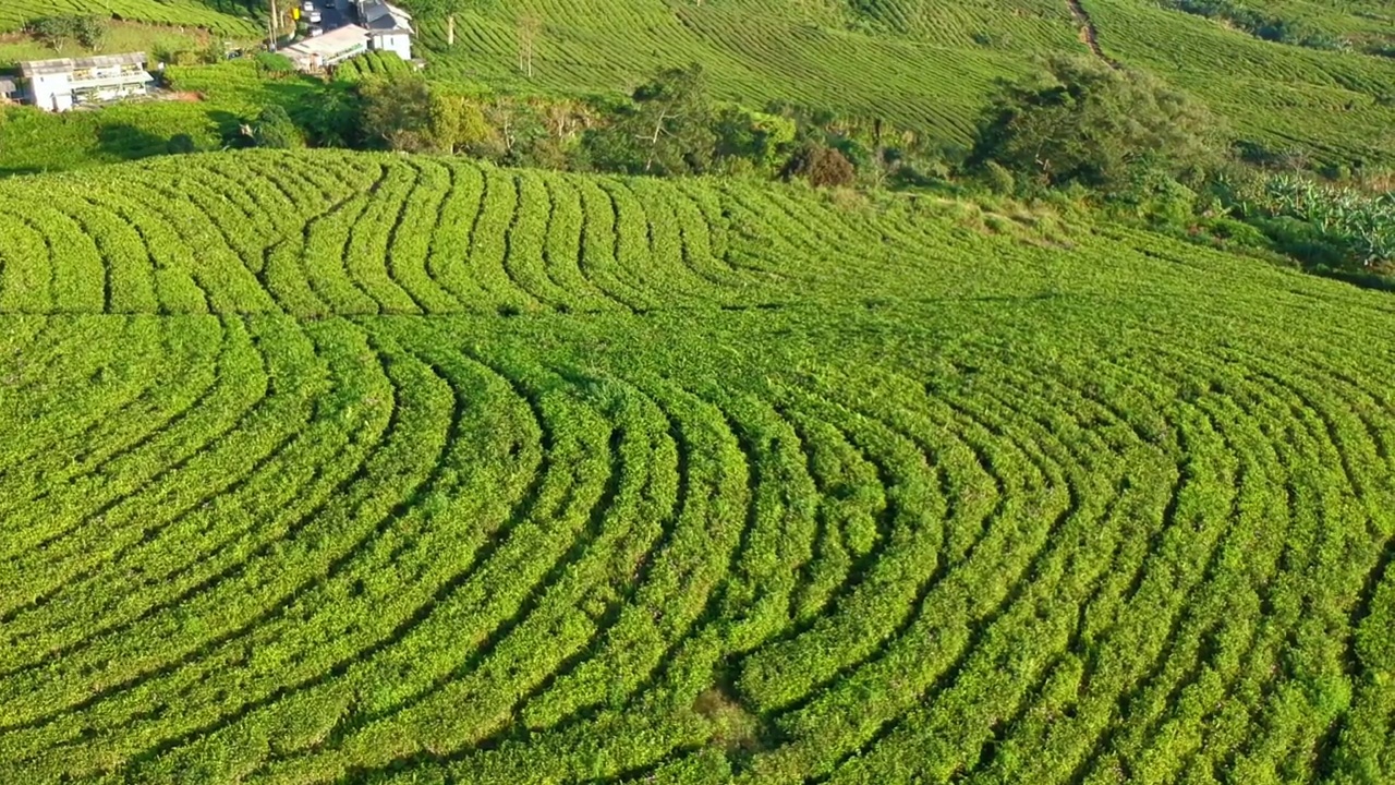 万隆西爪哇无人机拍摄的新鲜绿茶梯田鸟瞰图，靠近山景茶园视频素材