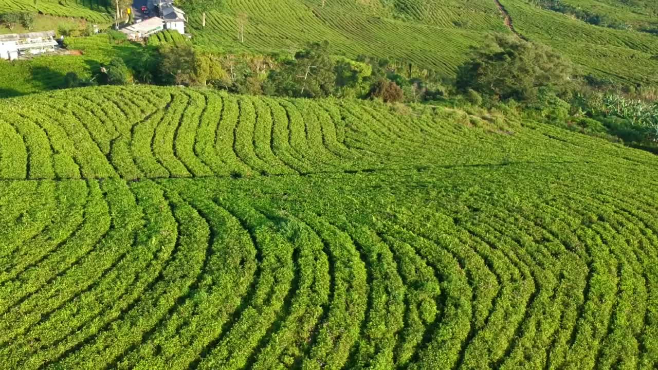 万隆西爪哇无人机拍摄的新鲜绿茶梯田鸟瞰图，靠近山景茶园视频素材