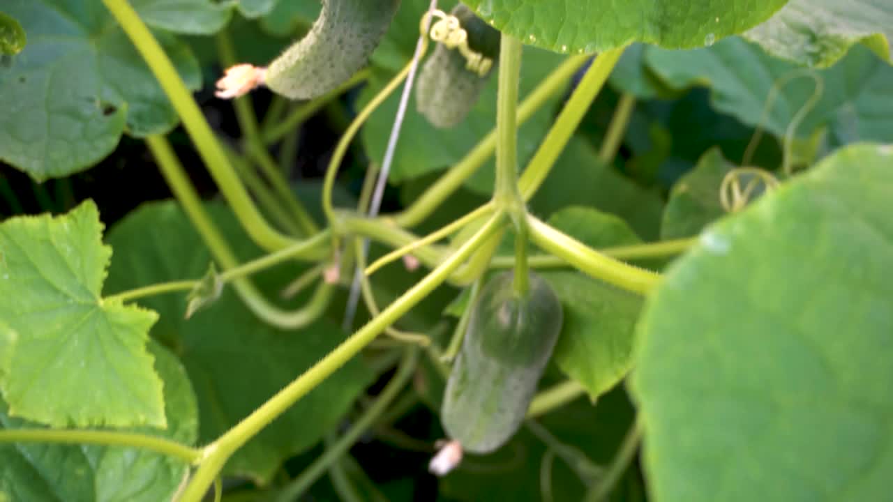 夏天温室里的黄瓜丛视频素材