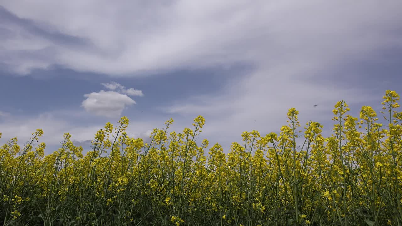 美丽的黄色油菜花在春天开花视频素材