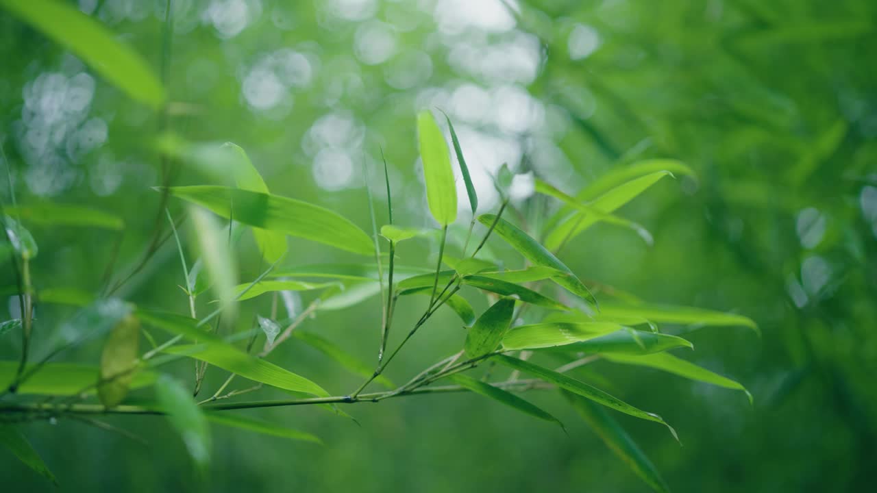 雨后竹叶视频素材