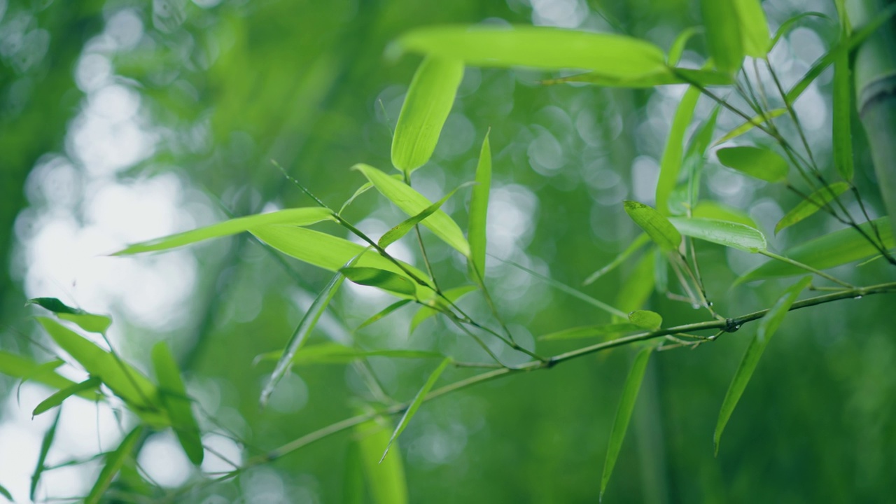 雨后竹叶视频素材