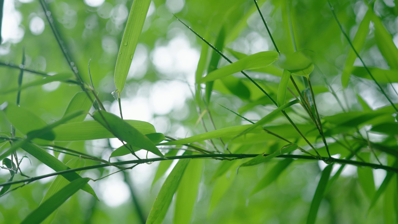 雨后竹叶视频素材