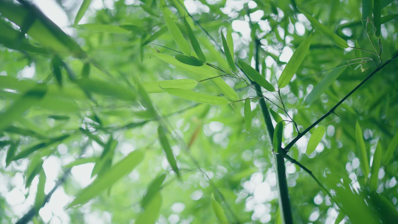 雨后竹叶视频素材