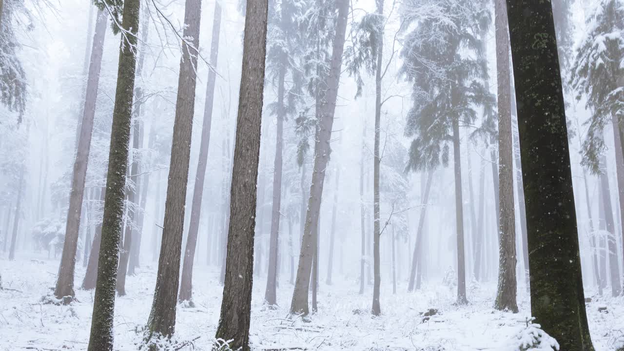 暴风雪中寒冷多雾的高山冬季森林。自然景观背景。视频素材