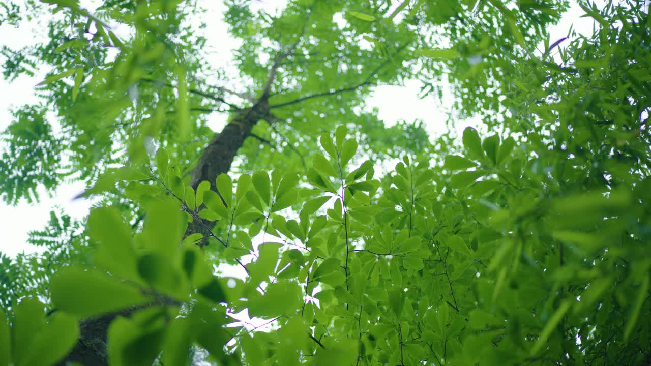 夏季雨后低角度看森林树木视频素材