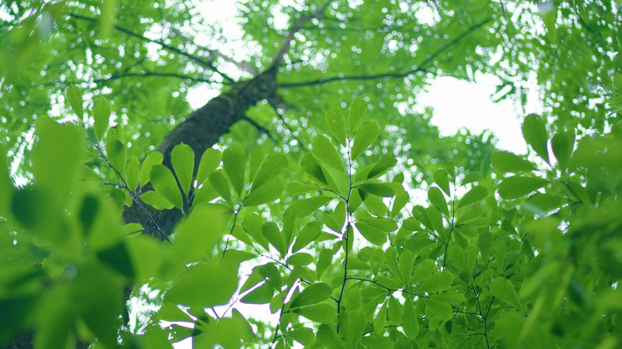 夏季雨后低角度看森林树木视频素材