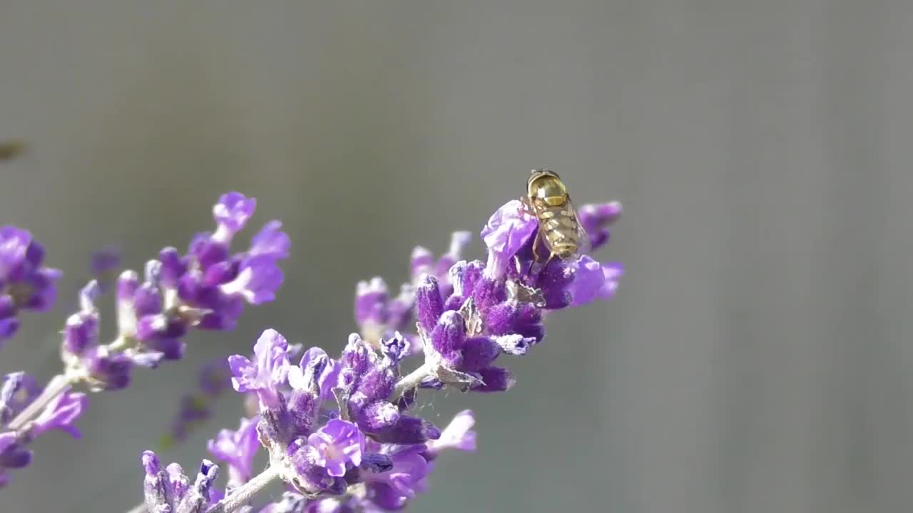 蜜蜂在薰衣草上视频素材