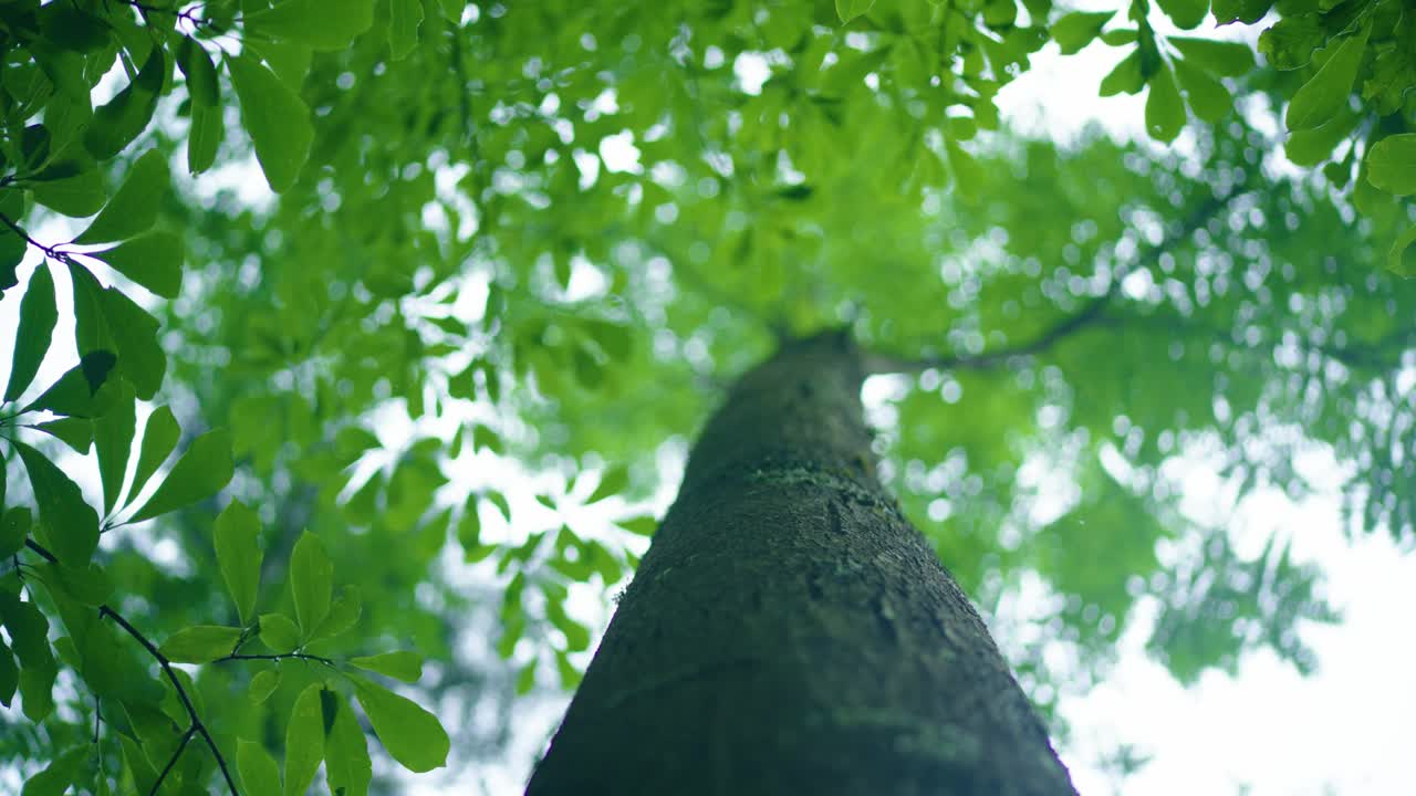 夏季雨后低角度看森林树木视频素材