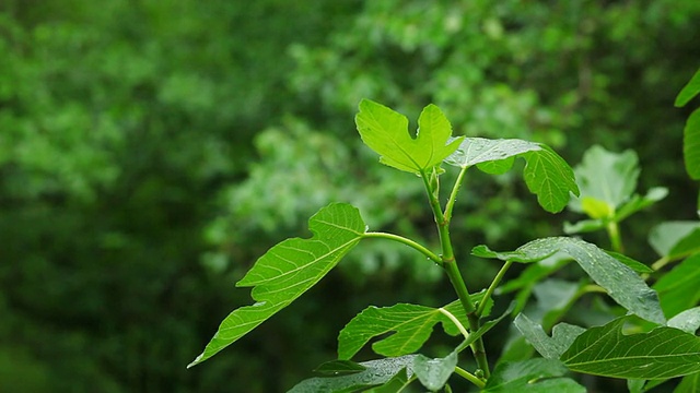 雨中的无花果树视频素材