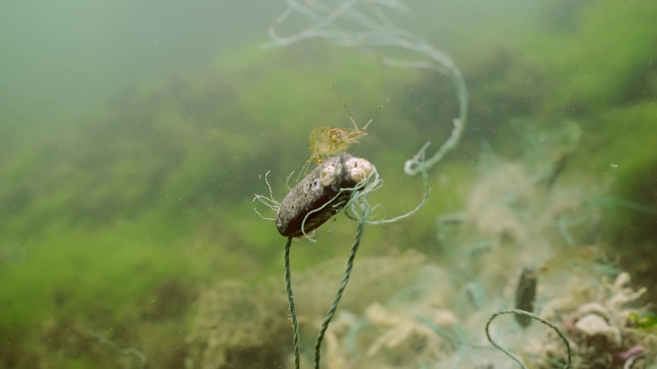 坐在浮标上的波罗的海对虾在黑海的绿藻上丢失了渔网视频素材