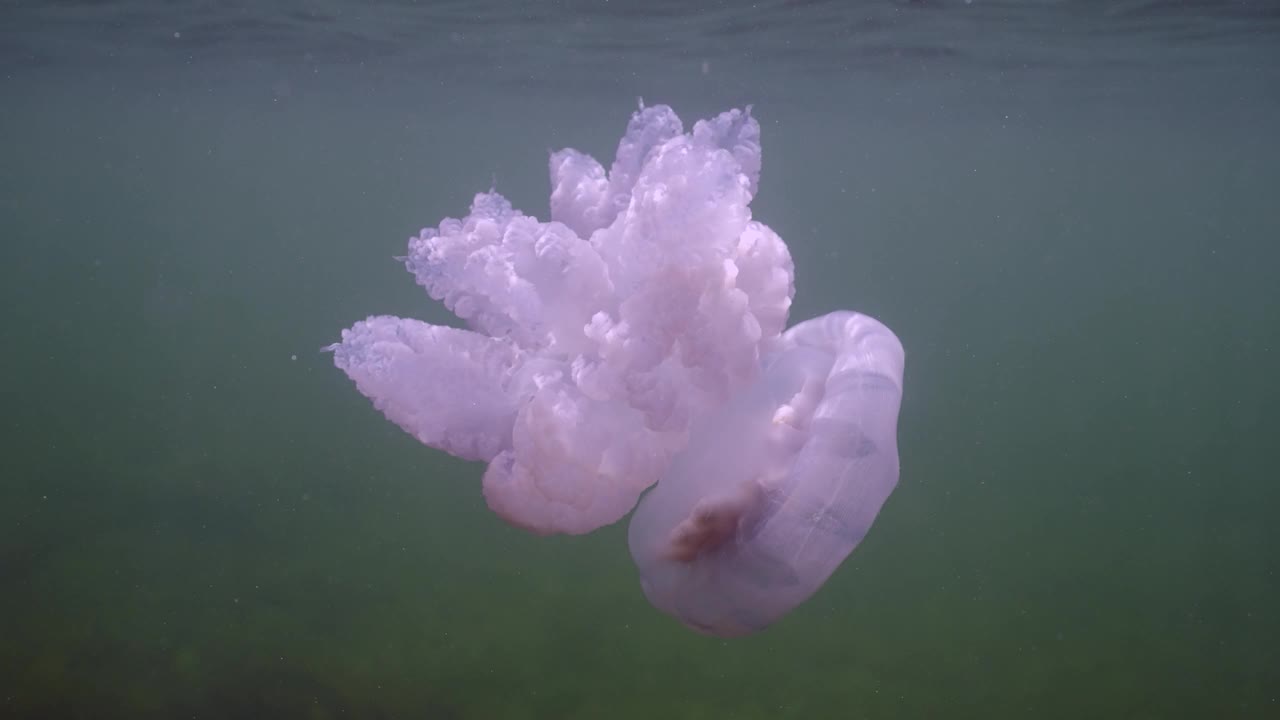 章鱼在阳光下游过布满海藻的海底视频素材