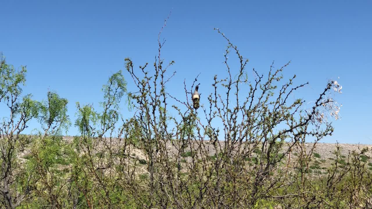 雄性鹌鹑在豆科灌木中站岗视频素材