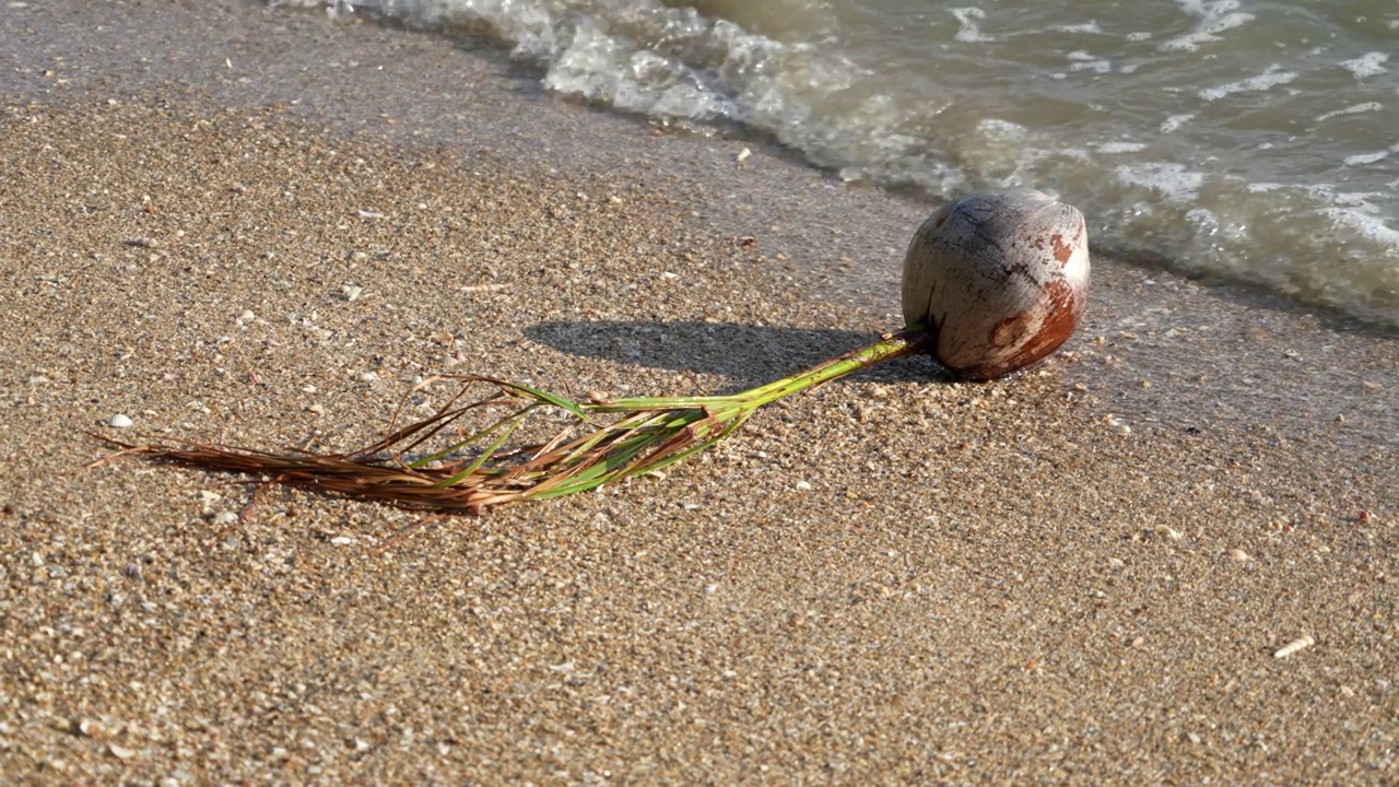 宁静的椰子植物躺在海边的沙滩上视频素材