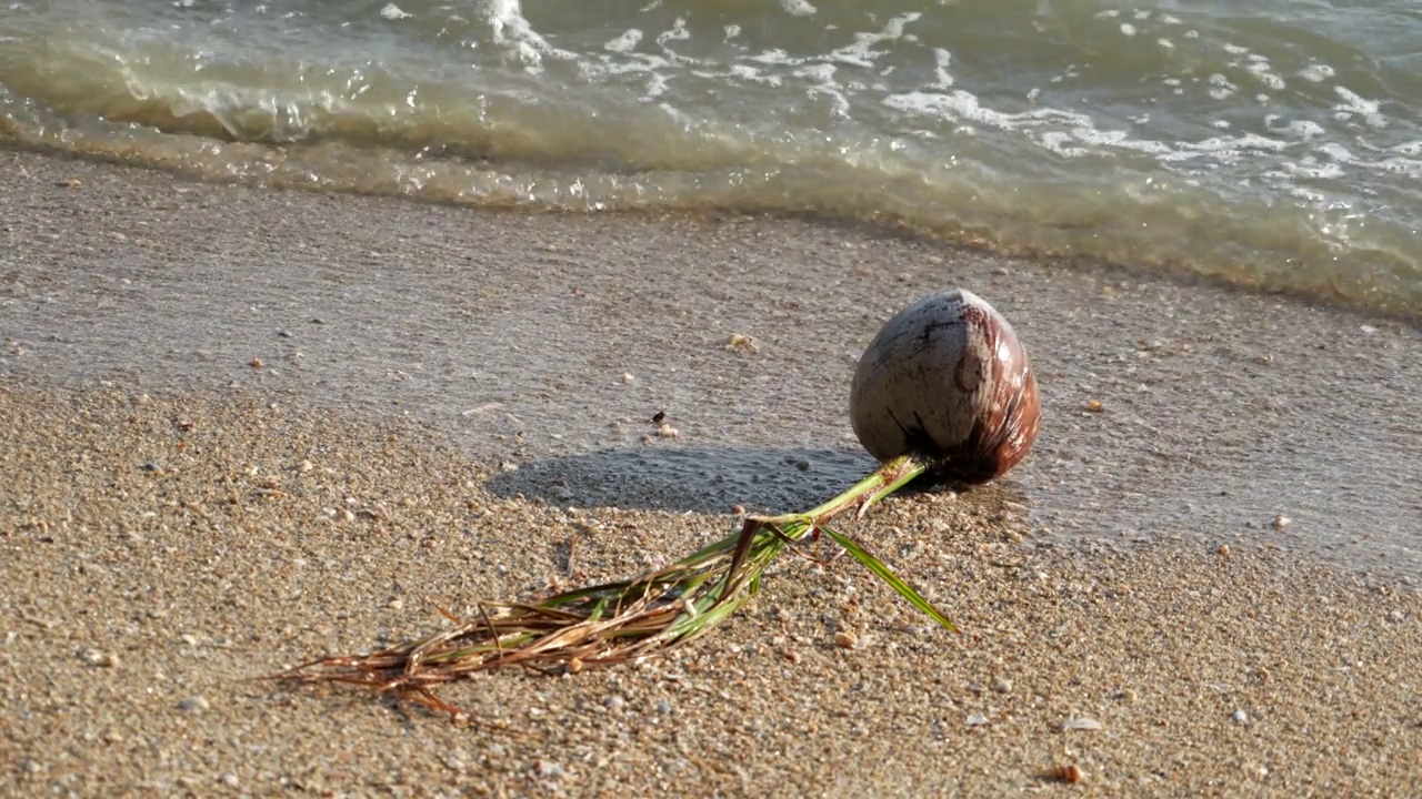 椰子植物在沙滩上俯瞰大海视频素材