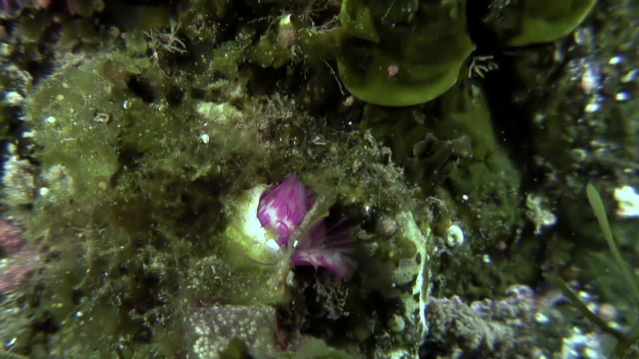 海虫，迷人的无脊椎动物在海底世界的日本海。视频素材