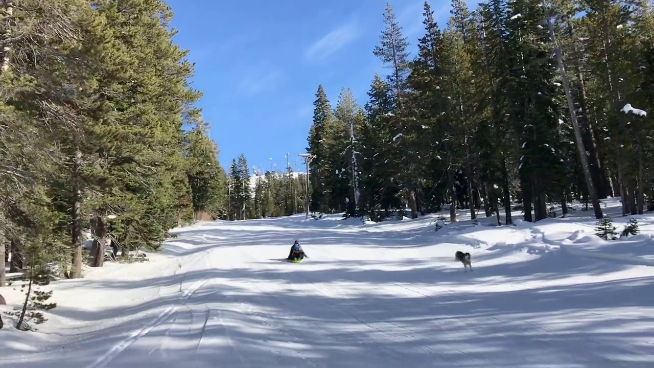 加利福尼亚州特拉基市，母亲、孩子和狗拉着雪橇下山视频下载