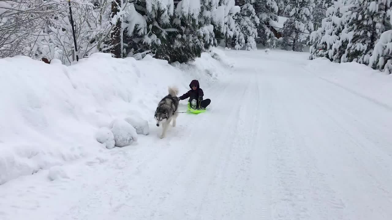 在冬天的世界里，西伯利亚哈士奇拉着雪橇上的小孩视频下载