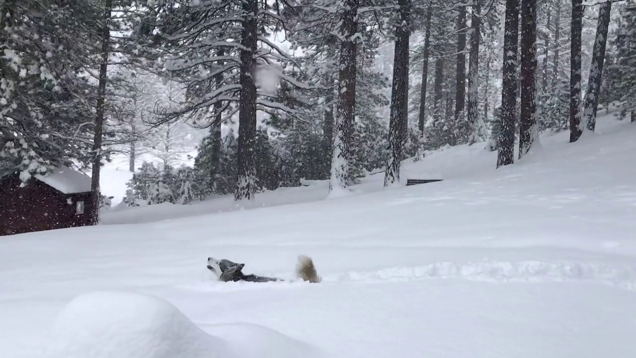 西伯利亚哈士奇试图在加利福尼亚的深雪中奔跑和玩耍视频素材