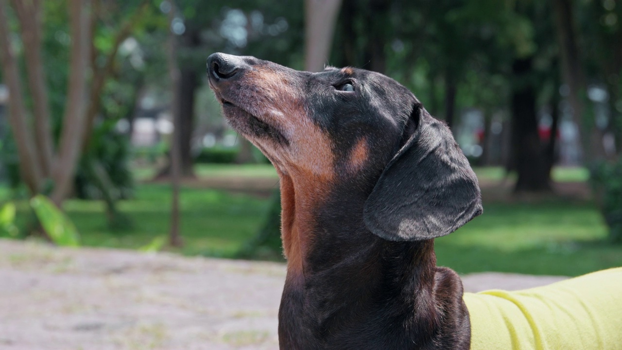 腊肠犬的叫声转向两侧寻找主人视频素材