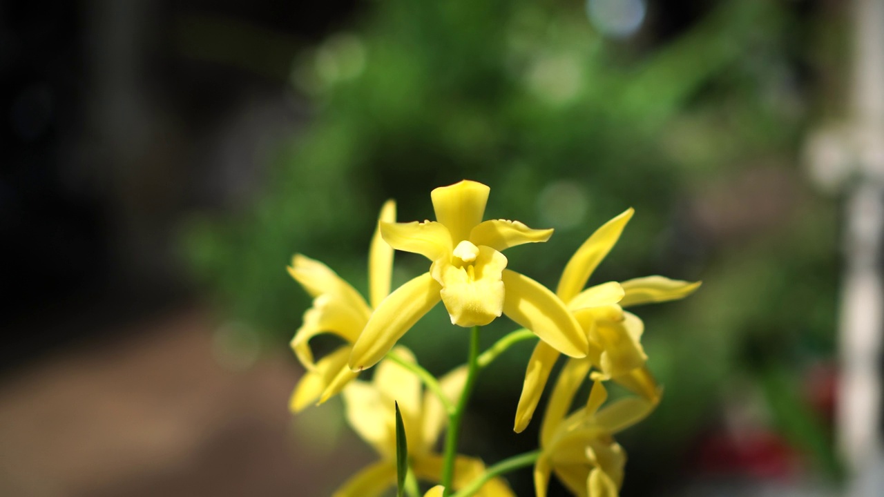 花园里金黄色的大蕙兰视频素材