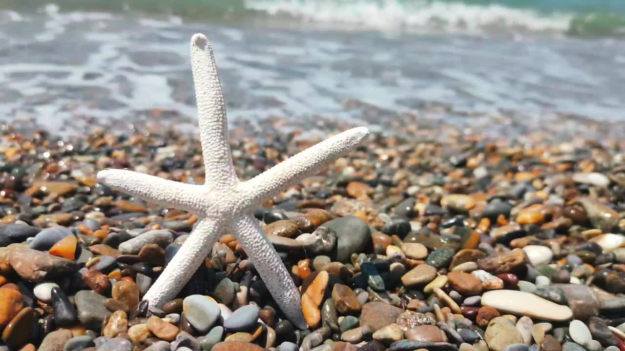 一个贝壳躺在海边视频素材