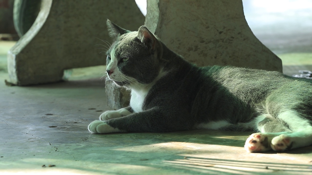 清晨，一只灰白色脸的公流浪猫躺在床上等待食物;清晨，一只被主人抛弃的可怜的猫——孤独地躺在我家门前。视频下载