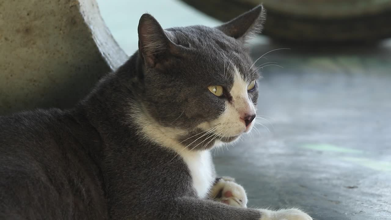 清晨，一只灰白色脸的公流浪猫躺在床上等待食物;清晨，一只被主人抛弃的可怜的猫——孤独地躺在我家门前。视频下载