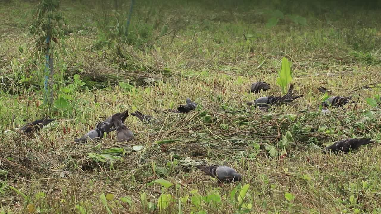 在泰国农村，一群野鸽正在一个农民的花园里觅食蚯蚓、昆虫和草粒等食物，那里的食物丰富，家禽生态系统也很好。视频下载