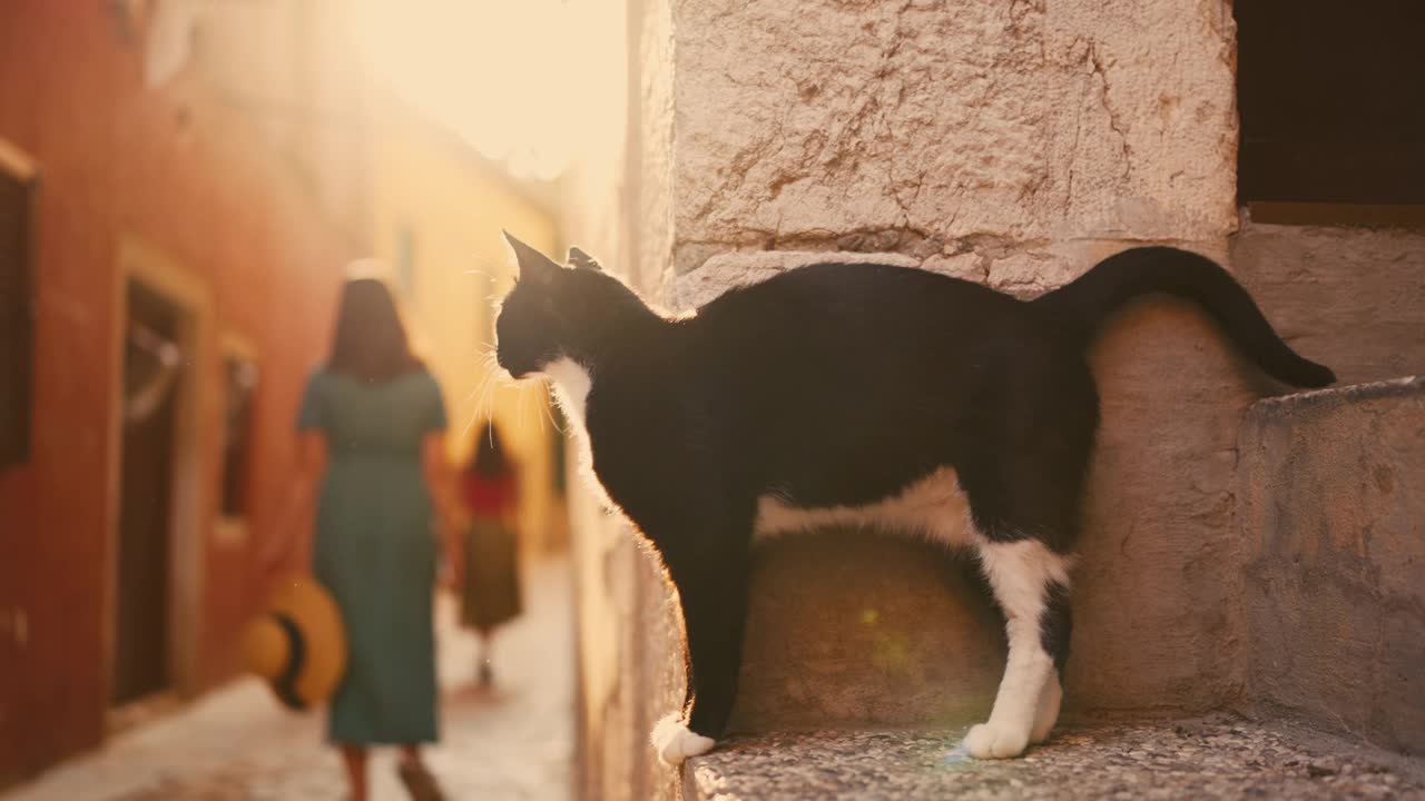 罗维尼被迷人的老建筑包围的狭窄小巷里可爱的黑猫视频素材