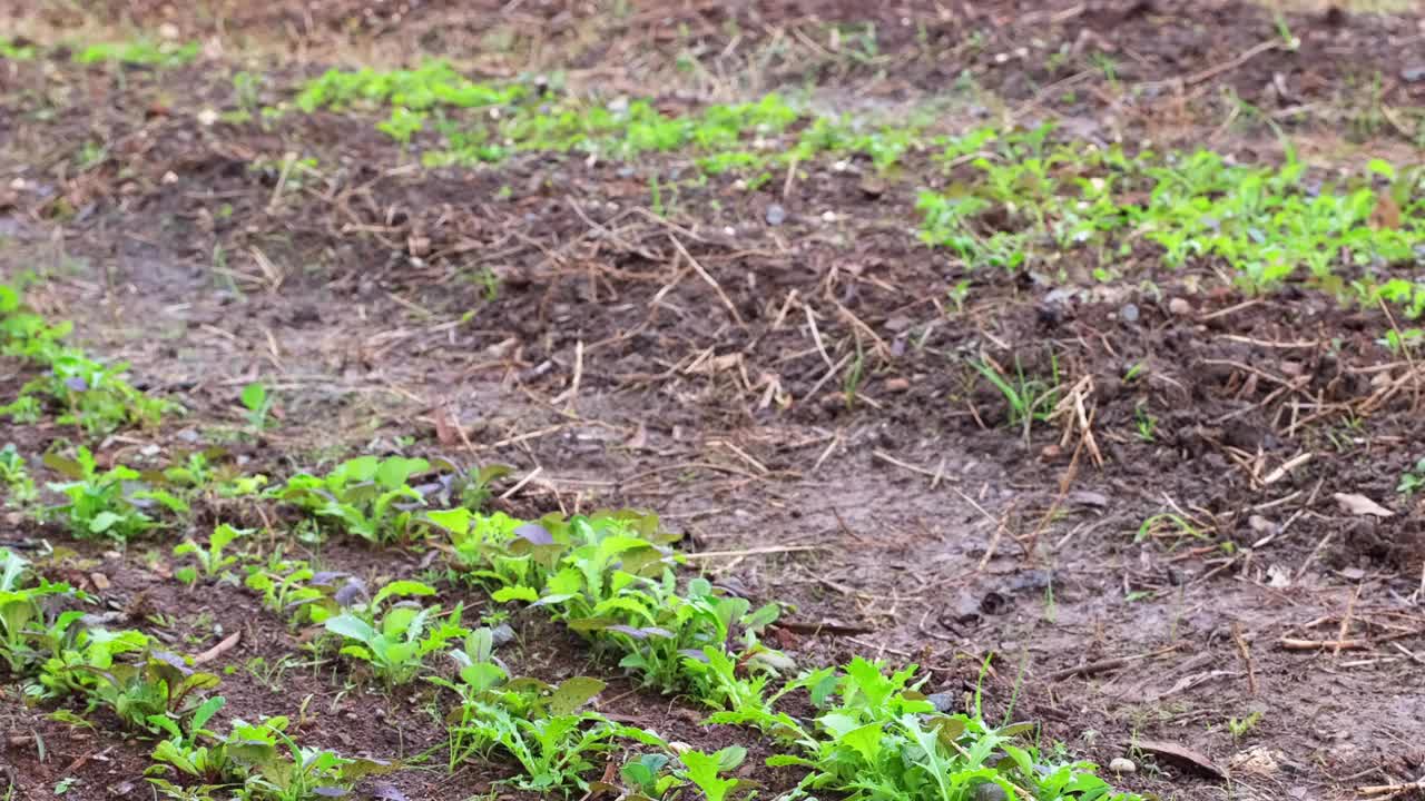 在菜畦之间除草视频下载